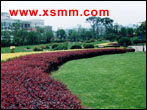 www.xsmm.com