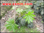 Fatsia japonica