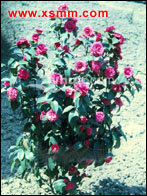 Camellia japonica