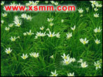 Zephyranthes candida