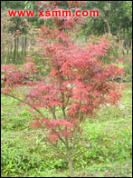 Acer palmatum cv. Atropuceum