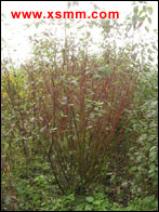 Cornus alba