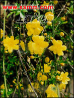 Jasminum mesnyi