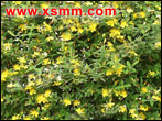 Hypericum Chinense