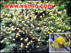 Edgeworthia chrysantha