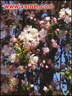 Malus spectabilis var.riversii