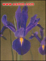 Iris tectorum