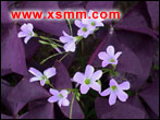 Oxalis triangu laris cv.purpurea